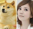 日本の柴犬に似ているとの評判を受ける梁静茹