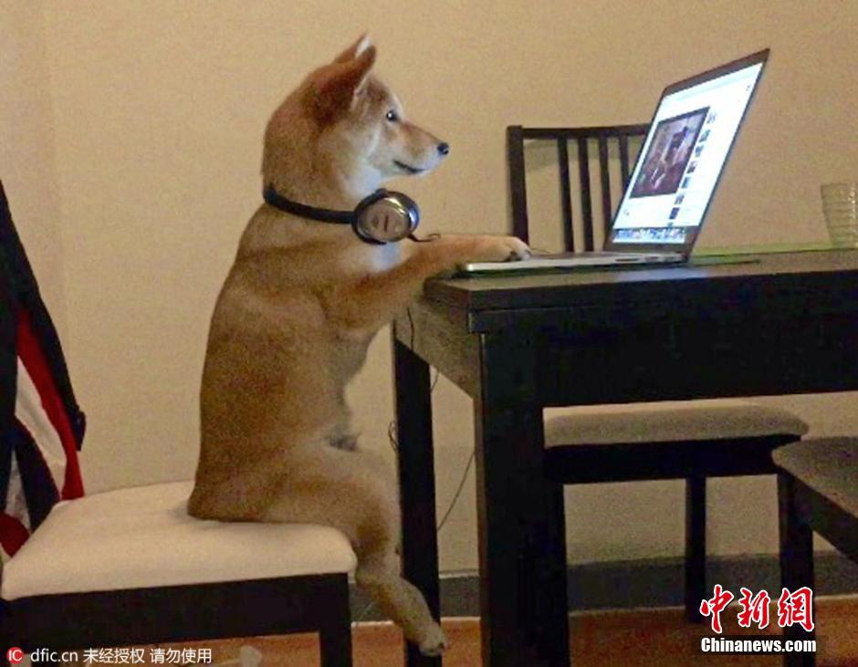 座る姿も一人前？テレビ好きの柴犬がネットで話題に