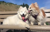 全盲の犬に寄り添い続ける子イヌ、2匹の絆がすばらしい！