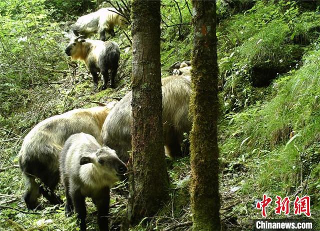 国家一級保護動物「ターキン」の撮影に初めて成功　四川省北川